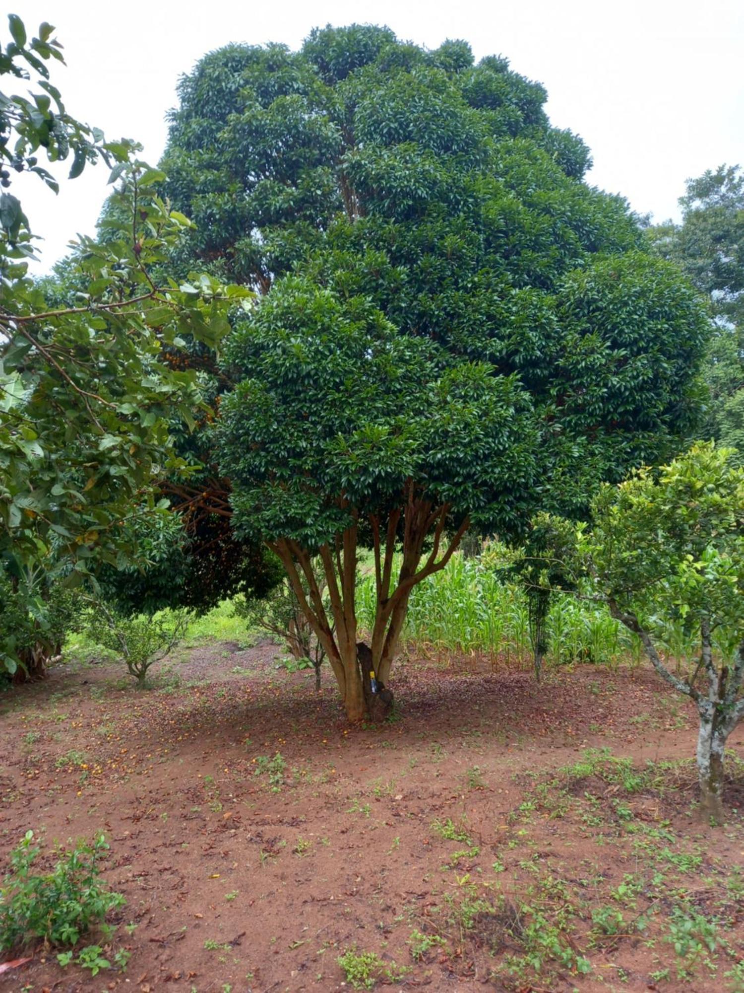Pousada La na Roça Paraisópolis Exterior foto